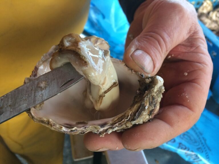 huitres veules2 768x576